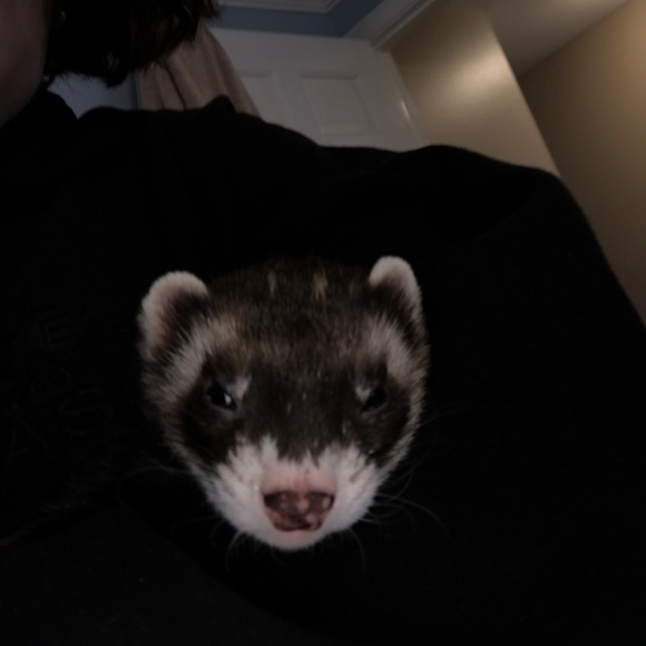 Meet your Posher, Gabbie - Picture 1 of 1